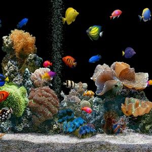 Meet your Posher, Avalon